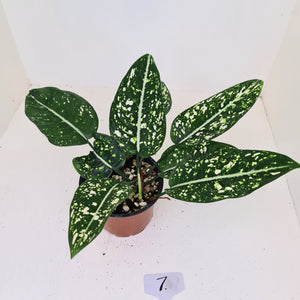 #7 Aglaonema 'Galaxy' / 'Morodoklok'