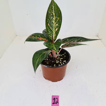 Load image into Gallery viewer, #12 Aglaonema hybrid