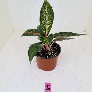 #12 Aglaonema hybrid