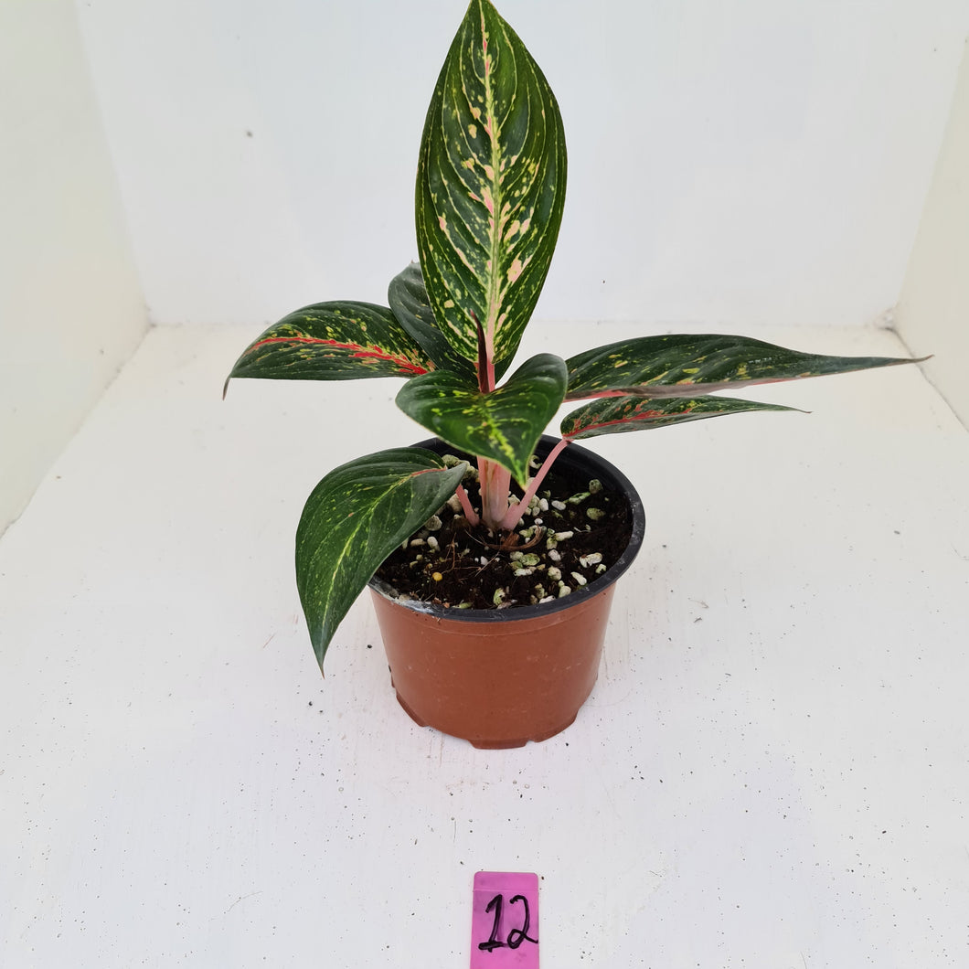 #12 Aglaonema hybrid