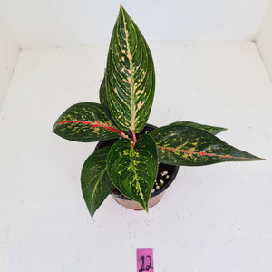 #12 Aglaonema hybrid