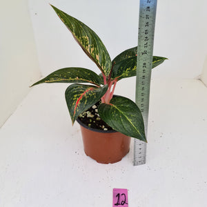 #12 Aglaonema hybrid