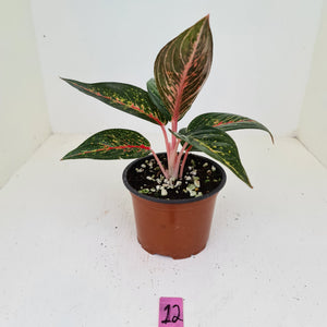 #12 Aglaonema hybrid