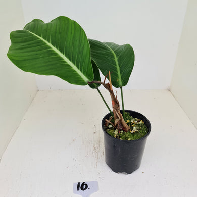 #16 Philodendron Geniculatum