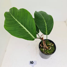 Load image into Gallery viewer, #16 Philodendron Geniculatum