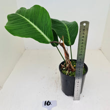 Load image into Gallery viewer, #16 Philodendron Geniculatum