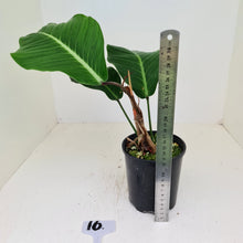 Load image into Gallery viewer, #16 Philodendron Geniculatum