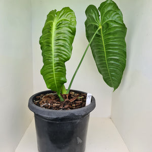 #19 Large Anthurium Veitchii - Well established Tip Cutting