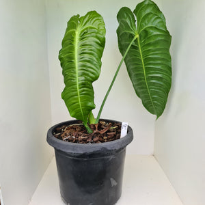 #19 Large Anthurium Veitchii - Well established Tip Cutting
