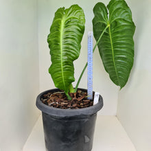 Load image into Gallery viewer, #19 Large Anthurium Veitchii - Well established Tip Cutting
