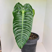 Load image into Gallery viewer, #19 Large Anthurium Veitchii - Well established Tip Cutting