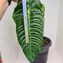 Load image into Gallery viewer, #19 Large Anthurium Veitchii - Well established Tip Cutting