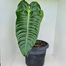 Load image into Gallery viewer, #19 Large Anthurium Veitchii - Well established Tip Cutting