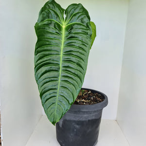 #19 Large Anthurium Veitchii - Well established Tip Cutting