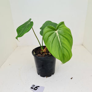 #26 Philodendron Dean McDowell - Rooted tip cutting