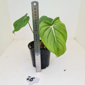#26 Philodendron Dean McDowell - Rooted tip cutting