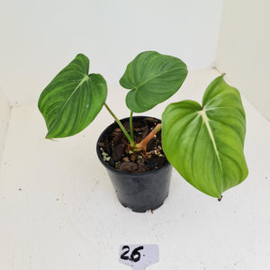 #26 Philodendron Dean McDowell - Rooted tip cutting
