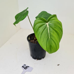 #26 Philodendron Dean McDowell - Rooted tip cutting