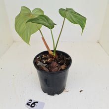 Load image into Gallery viewer, #26 Philodendron Dean McDowell - Rooted tip cutting