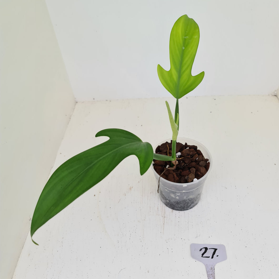 #5 Philodendron Panduriforme - The true panduriforme