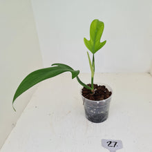 Load image into Gallery viewer, #5 Philodendron Panduriforme - The true panduriforme