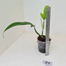 Load image into Gallery viewer, #5 Philodendron Panduriforme - The true panduriforme