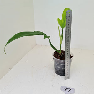 #5 Philodendron Panduriforme - The true panduriforme