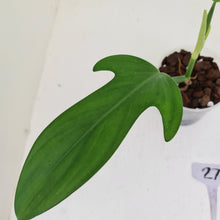 Load image into Gallery viewer, #5 Philodendron Panduriforme - The true panduriforme