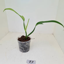 Load image into Gallery viewer, #5 Philodendron Panduriforme - The true panduriforme