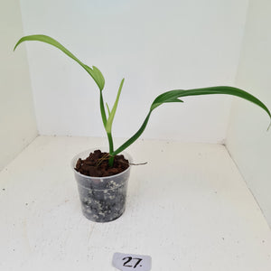 #5 Philodendron Panduriforme - The true panduriforme