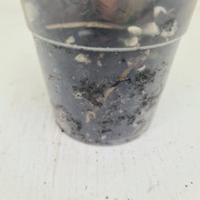 Load image into Gallery viewer, #5 Philodendron Panduriforme - The true panduriforme