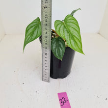 Load image into Gallery viewer, #32 Philodendron Mamei - Rooted/shot cutting