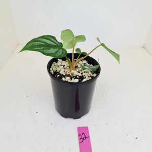 #32 Philodendron Mamei - Rooted/shot cutting