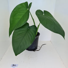 Load image into Gallery viewer, #34 Large Syngonium Chiapense