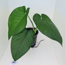 Load image into Gallery viewer, #34 Large Syngonium Chiapense