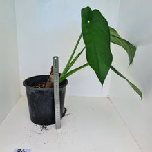 Load image into Gallery viewer, #34 Large Syngonium Chiapense