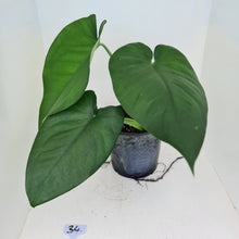 Load image into Gallery viewer, #34 Large Syngonium Chiapense