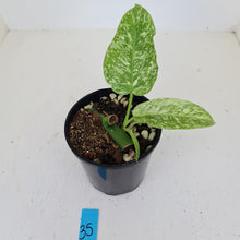 Load image into Gallery viewer, #35 Philodendron Jose Buono - Rooted and shot cutting