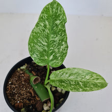Load image into Gallery viewer, #35 Philodendron Jose Buono - Rooted and shot cutting