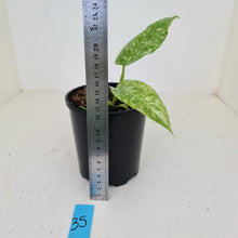 Load image into Gallery viewer, #35 Philodendron Jose Buono - Rooted and shot cutting