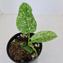 Load image into Gallery viewer, #35 Philodendron Jose Buono - Rooted and shot cutting