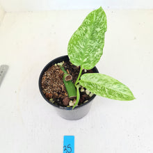 Load image into Gallery viewer, #35 Philodendron Jose Buono - Rooted and shot cutting