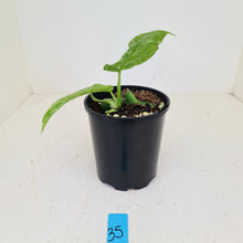 Load image into Gallery viewer, #35 Philodendron Jose Buono - Rooted and shot cutting