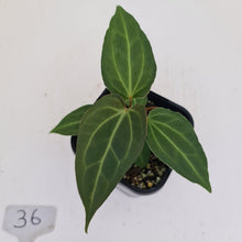 Load image into Gallery viewer, #36 Anthurium Magnificum Hybrid x - Seedling