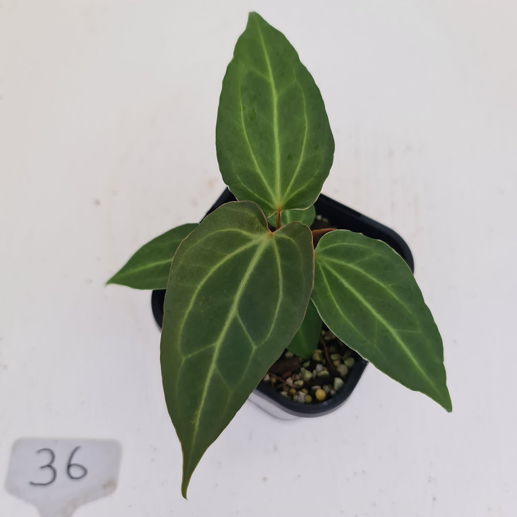#36 Anthurium Magnificum Hybrid x - Seedling