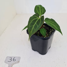Load image into Gallery viewer, #36 Anthurium Magnificum Hybrid x - Seedling