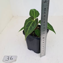 Load image into Gallery viewer, #36 Anthurium Magnificum Hybrid x - Seedling
