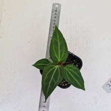 Load image into Gallery viewer, #36 Anthurium Magnificum Hybrid x - Seedling