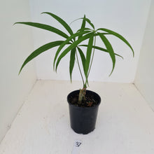 Load image into Gallery viewer, #37 Anthurium Polydactylum - Well rooted cutting