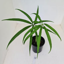 Load image into Gallery viewer, #37 Anthurium Polydactylum - Well rooted cutting